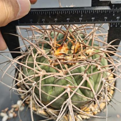 3-7cm Gymnocalycium cardenasianum