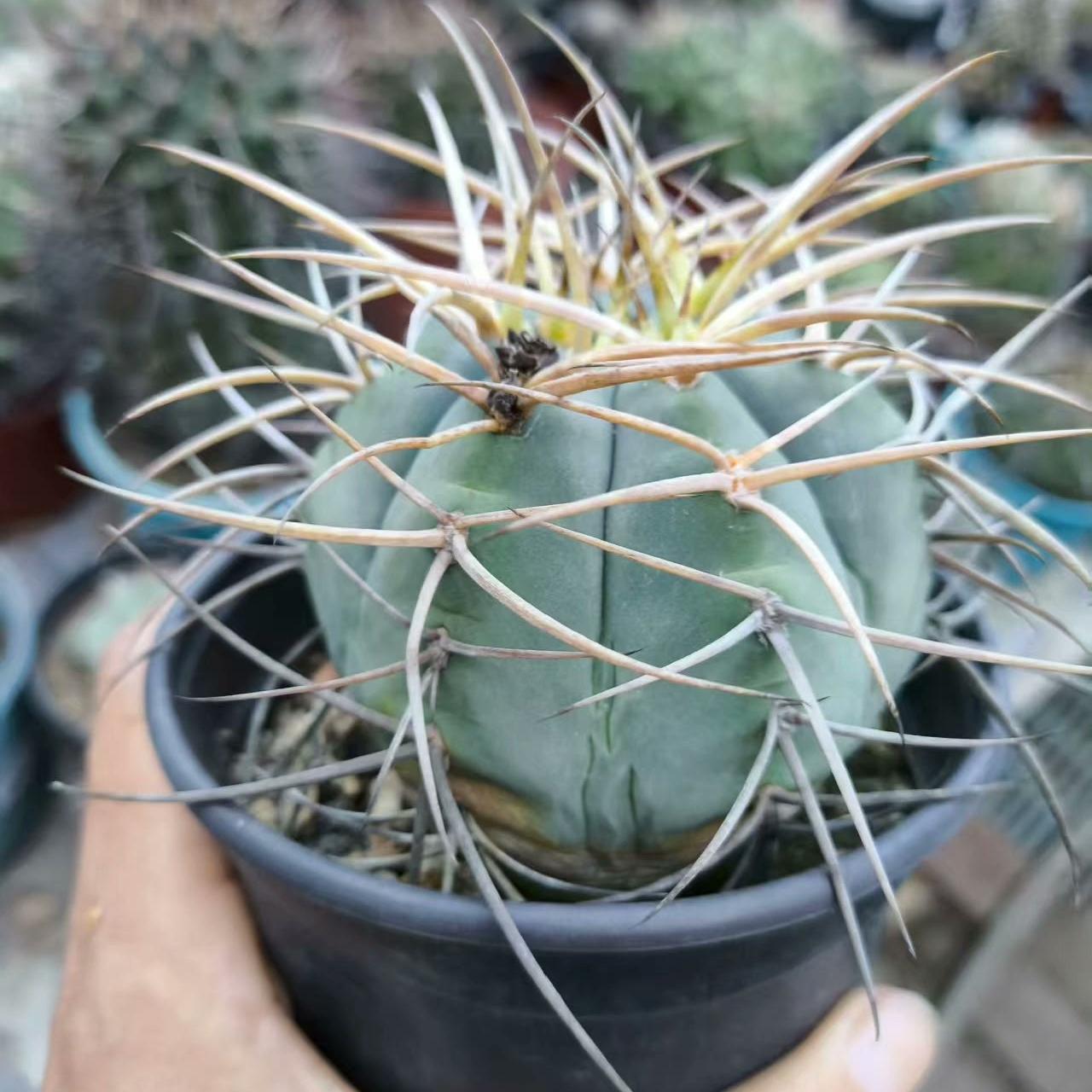 3-7cm Gymnocalycium cardenasianum