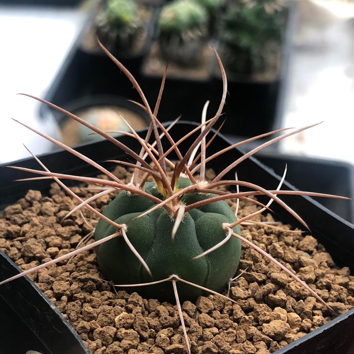 3-7cm Gymnocalycium cardenasianum