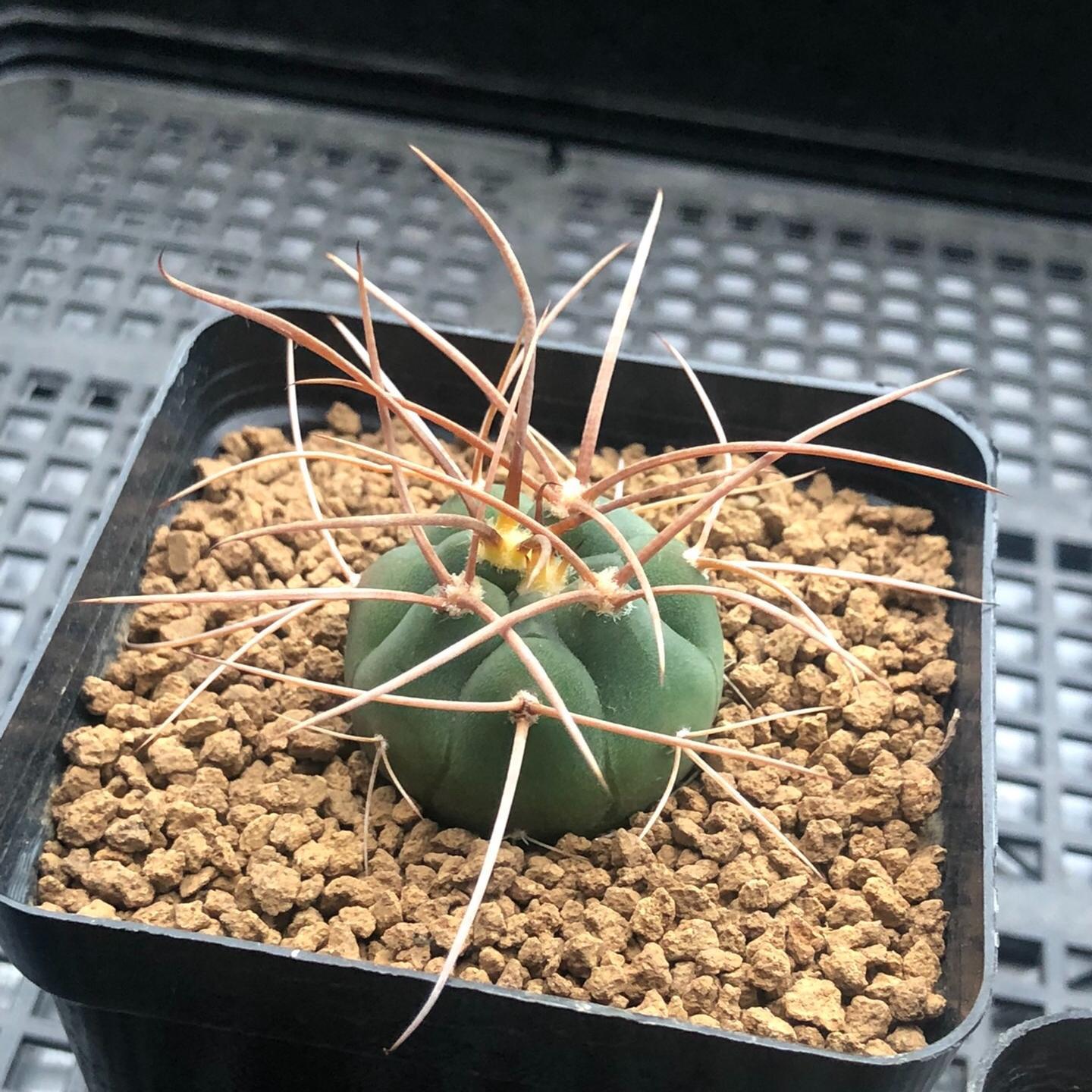 3-7cm Gymnocalycium cardenasianum