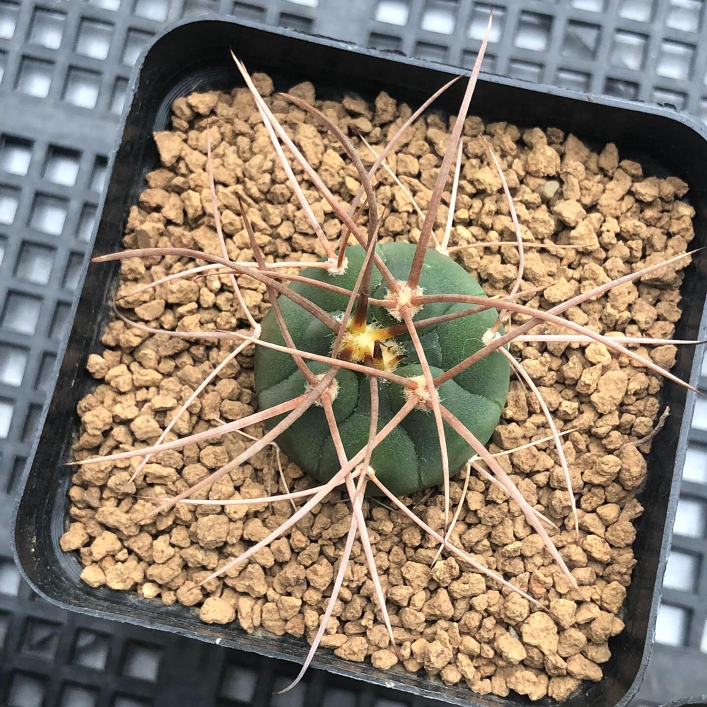 3-7cm Gymnocalycium cardenasianum