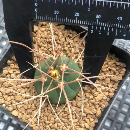 3-7cm Gymnocalycium cardenasianum