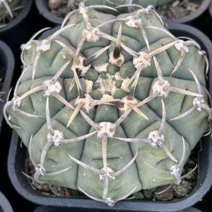 4-10cm Gymnocalycium bodenbenderianum