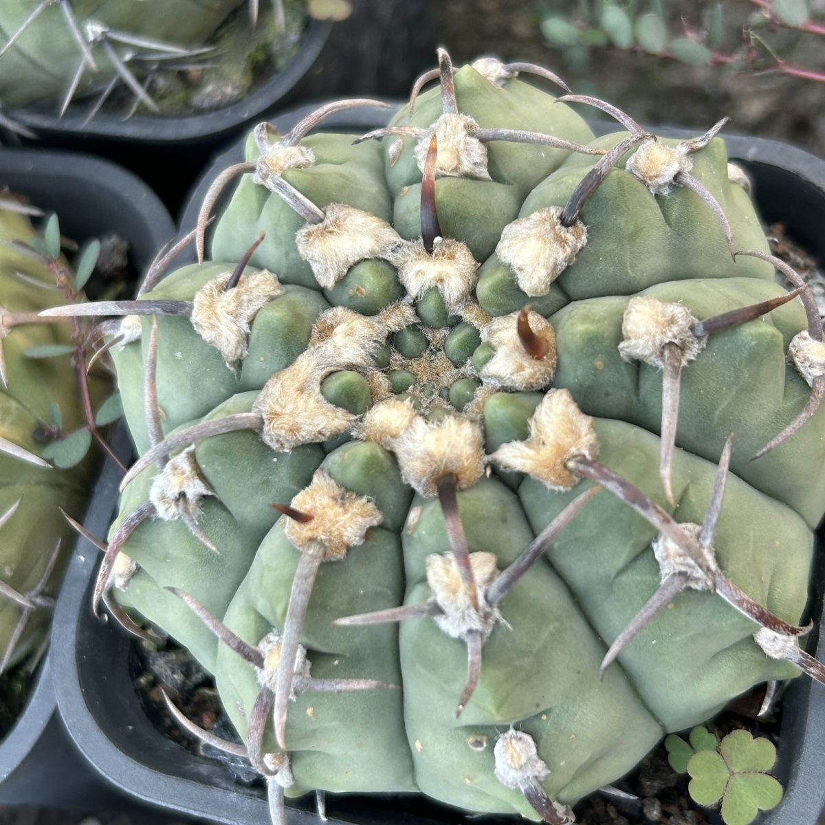 4-10cm Gymnocalycium bodenbenderianum
