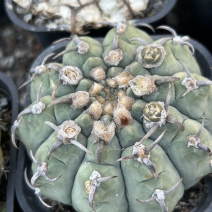4-10cm Gymnocalycium bodenbenderianum