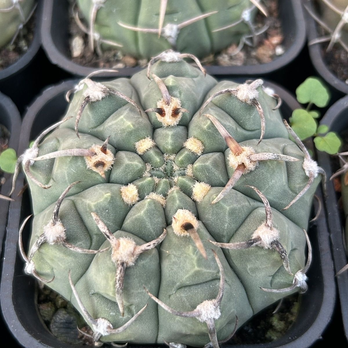 4-10cm Gymnocalycium bodenbenderianum