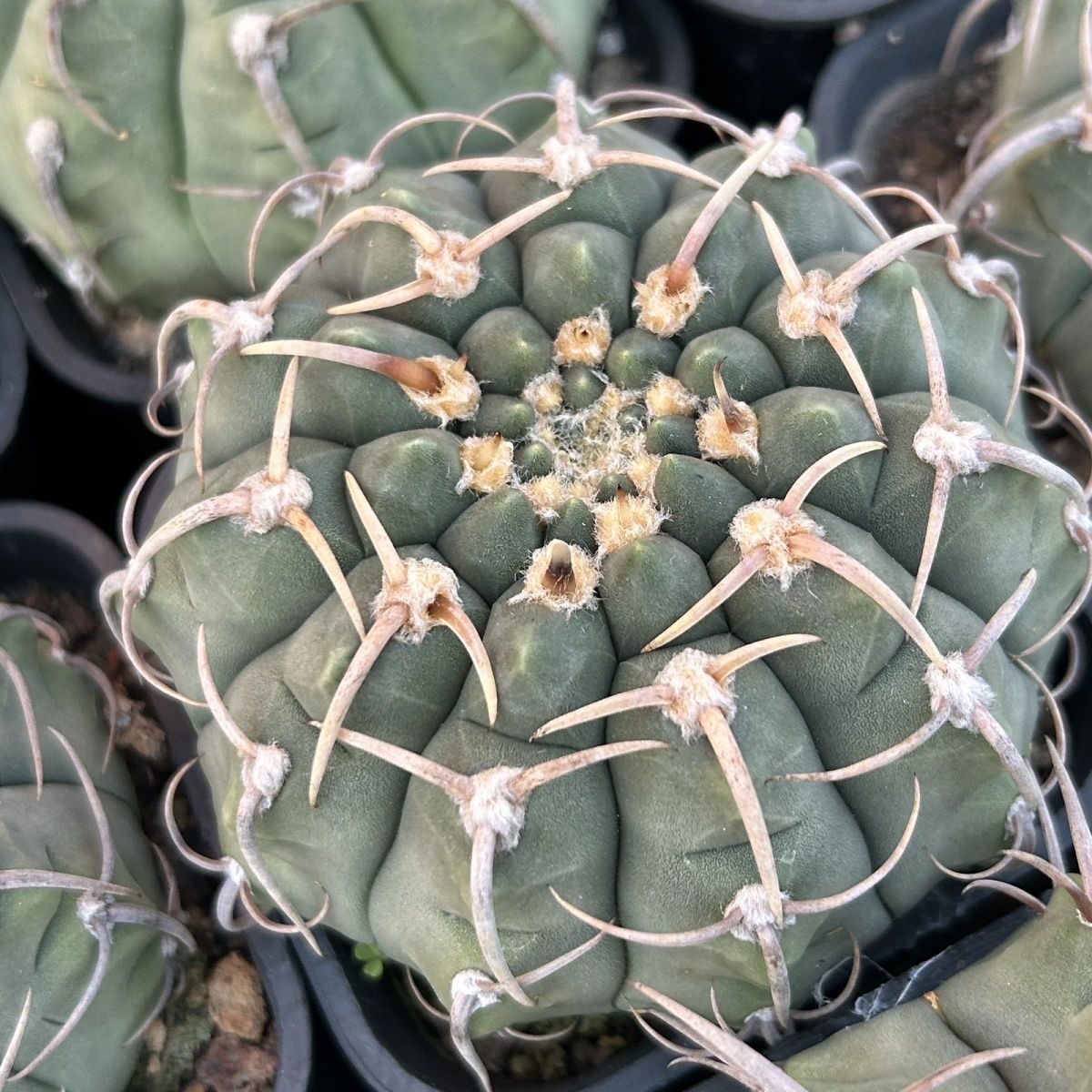 4-10cm Gymnocalycium bodenbenderianum