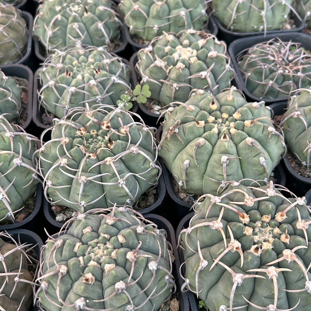 4-10cm Gymnocalycium bodenbenderianum