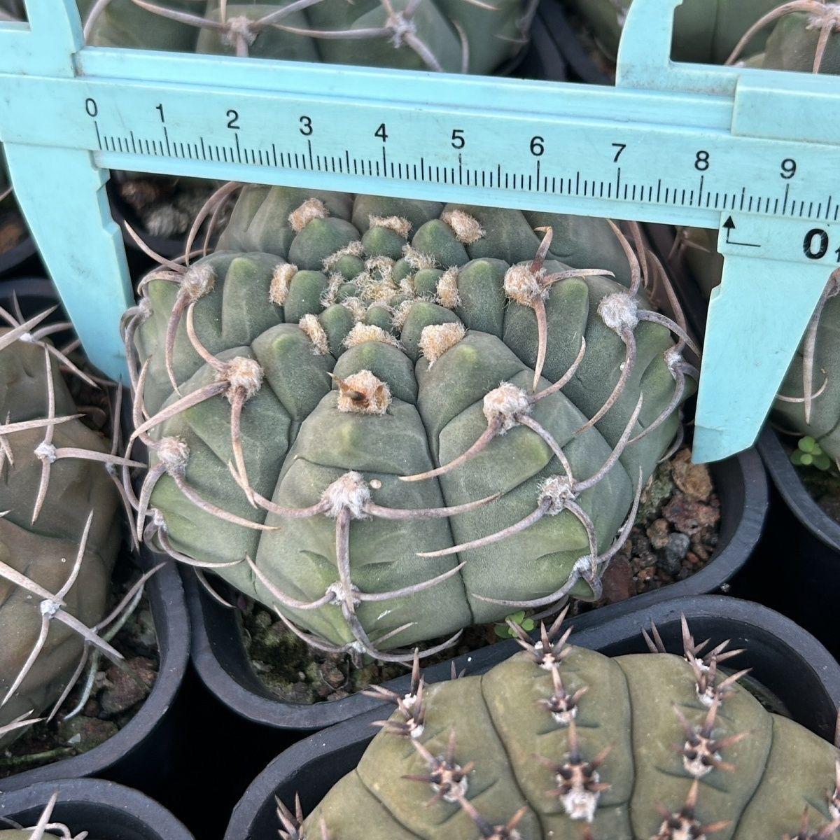 4-10cm Gymnocalycium bodenbenderianum
