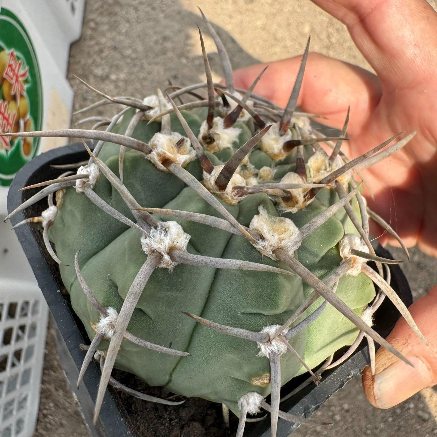 4-10cm Gymnocalycium bodenbenderianum
