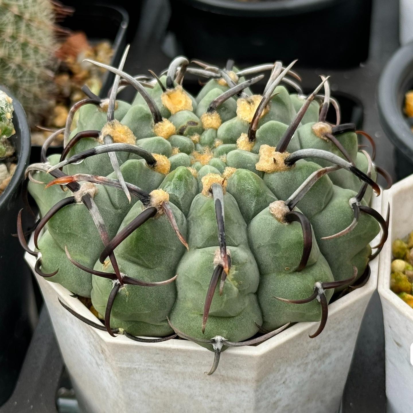 4-10cm Gymnocalycium bodenbenderianum