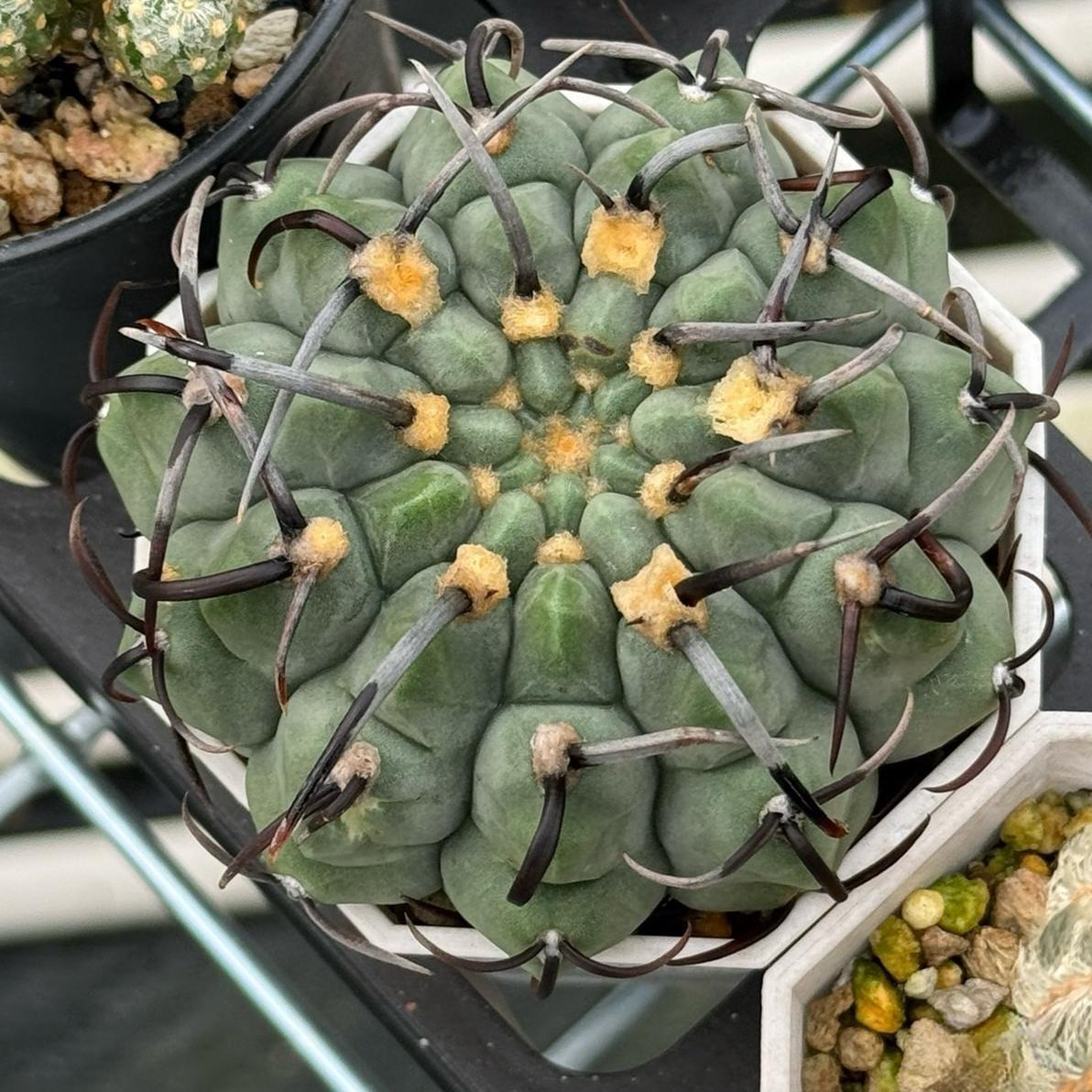 4-10cm Gymnocalycium bodenbenderianum