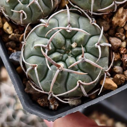 4-10cm Gymnocalycium bodenbenderianum