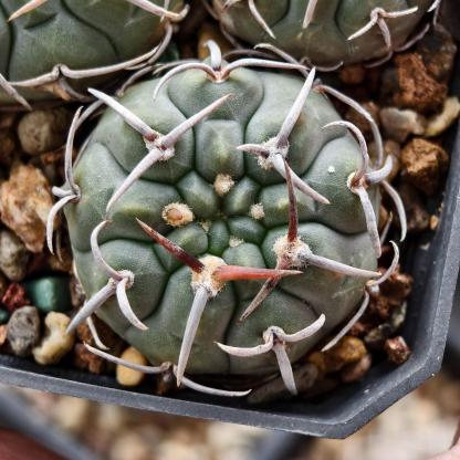 4-10cm Gymnocalycium bodenbenderianum