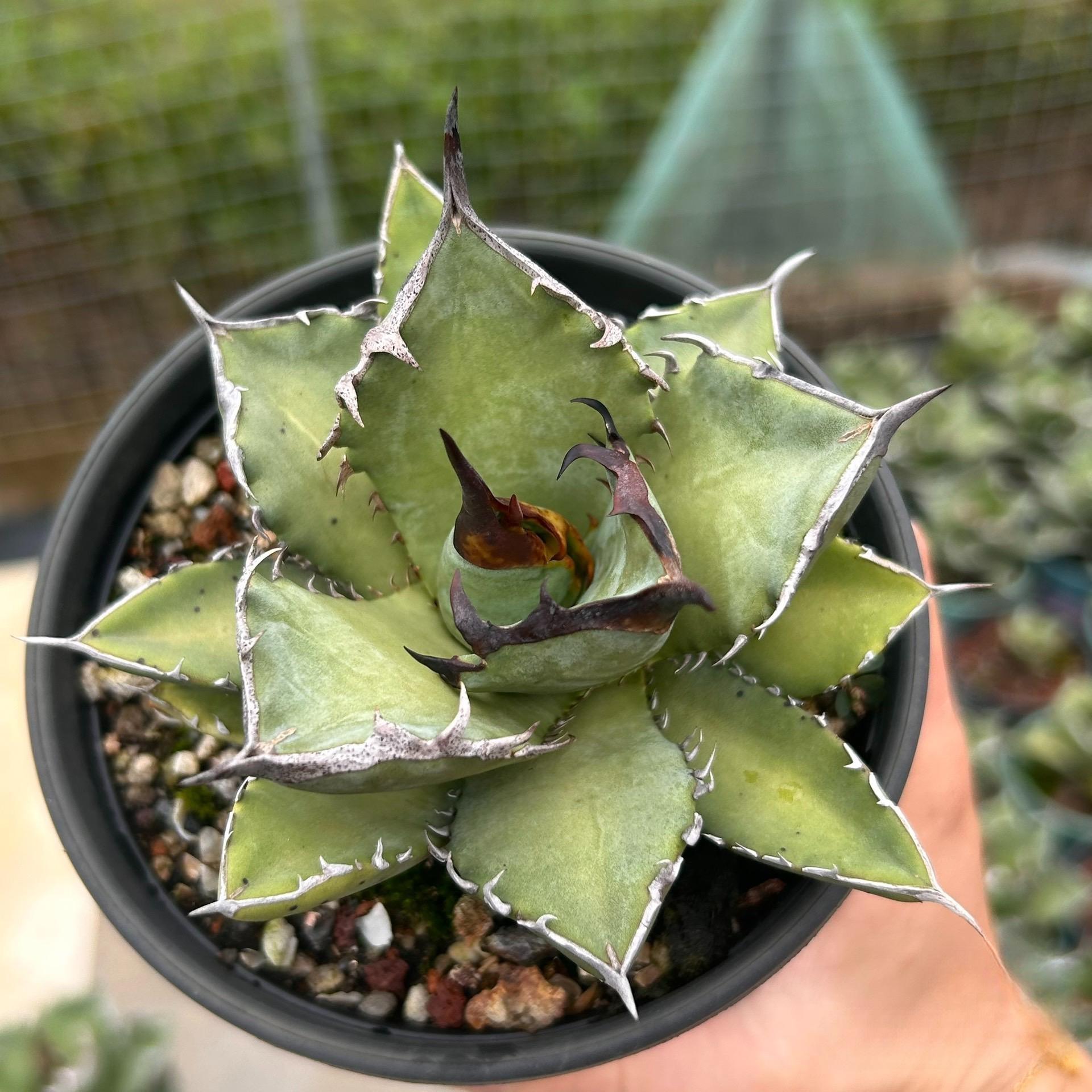 2-12cm Agave Titanota 'Asura'
