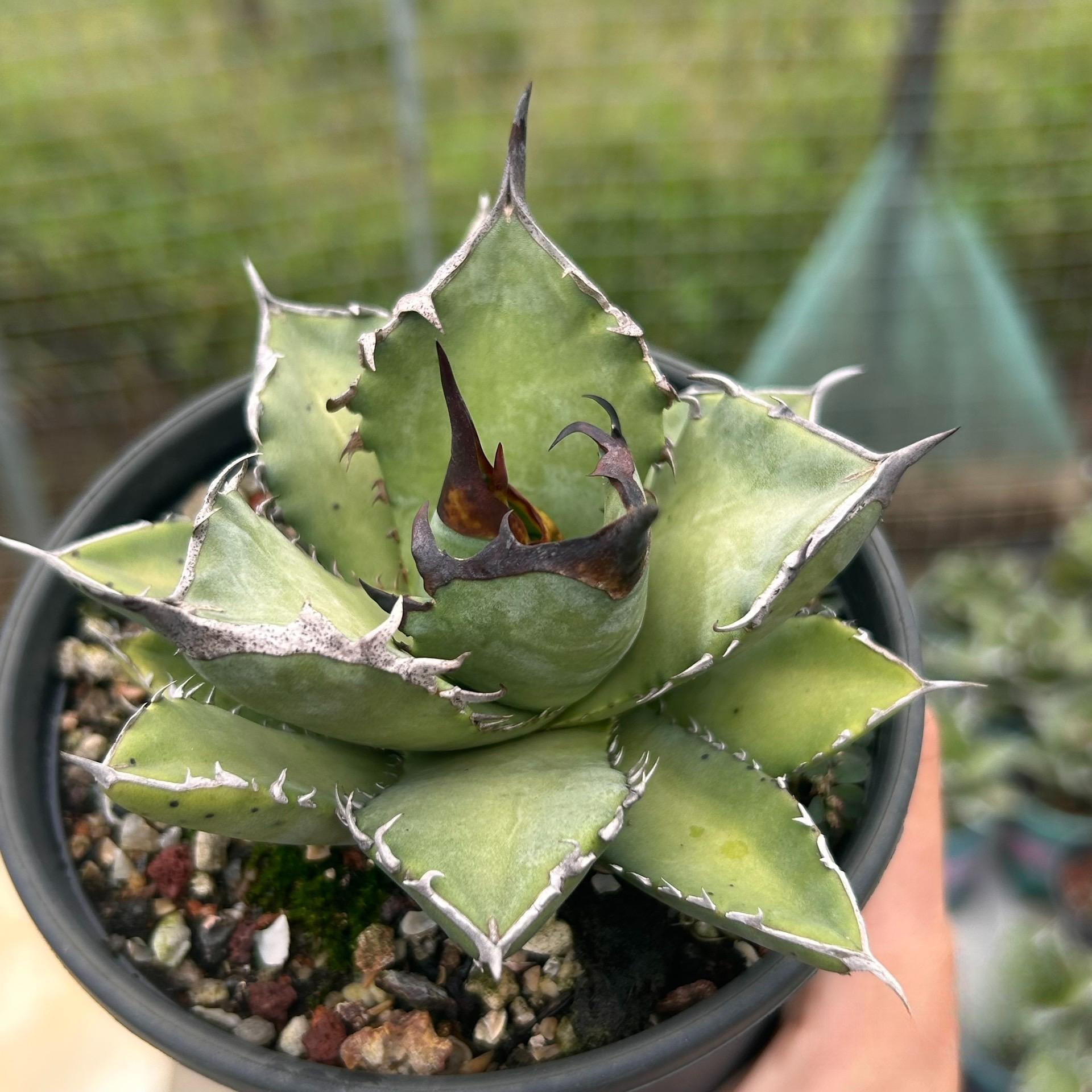 2-12cm Agave Titanota 'Asura'