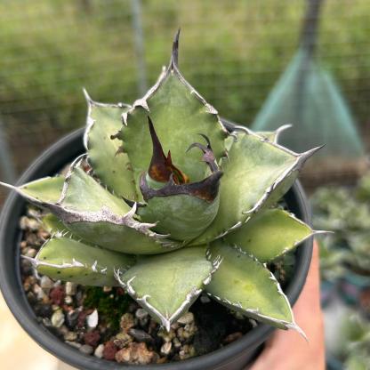 2-12cm Agave Titanota 'Asura'