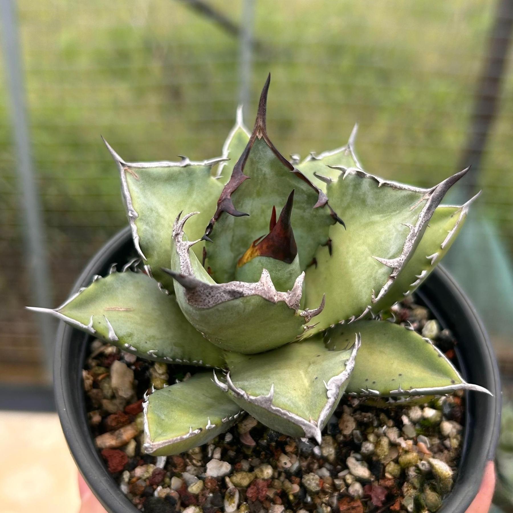 2-12cm Agave Titanota 'Asura'