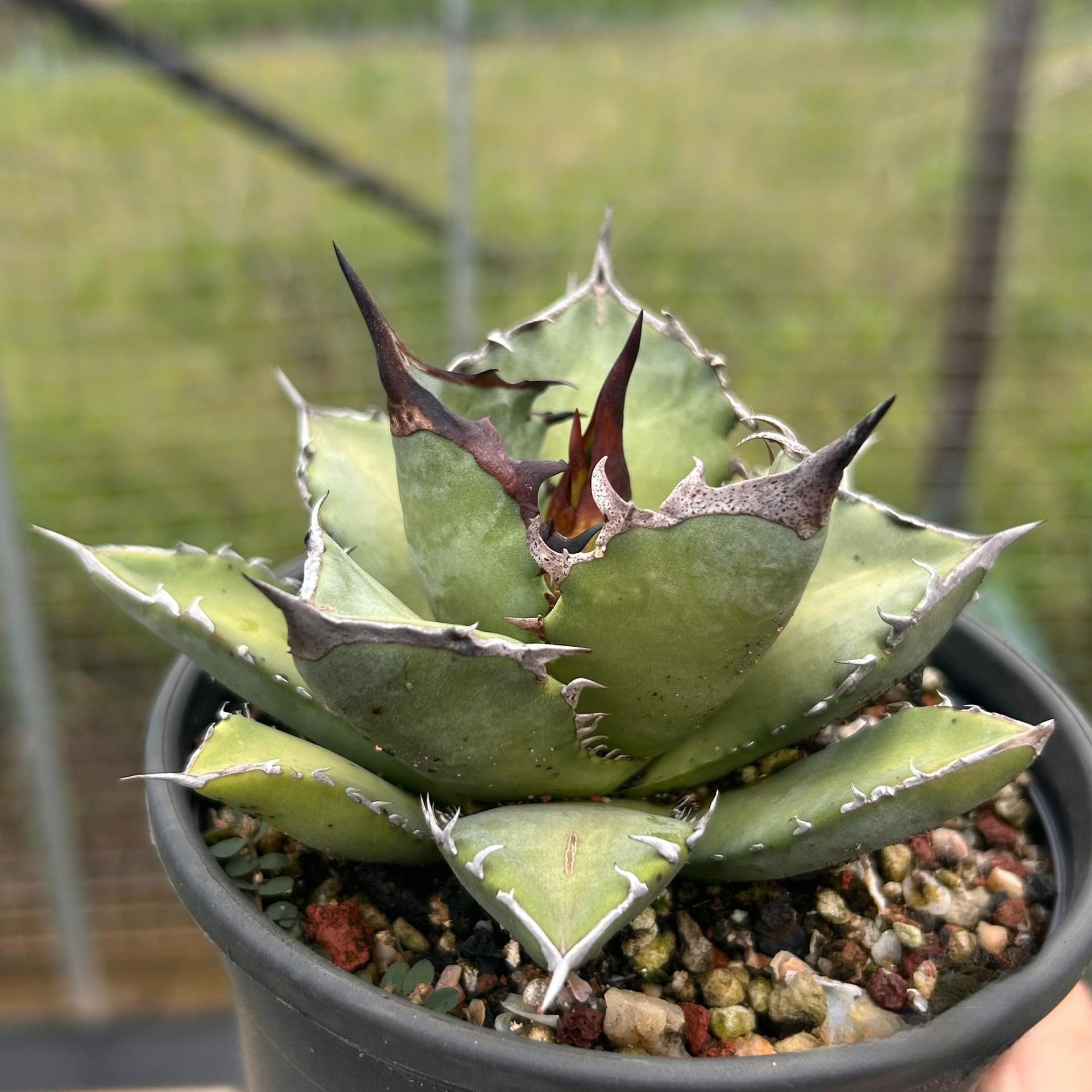 2-12cm Agave Titanota 'Asura'