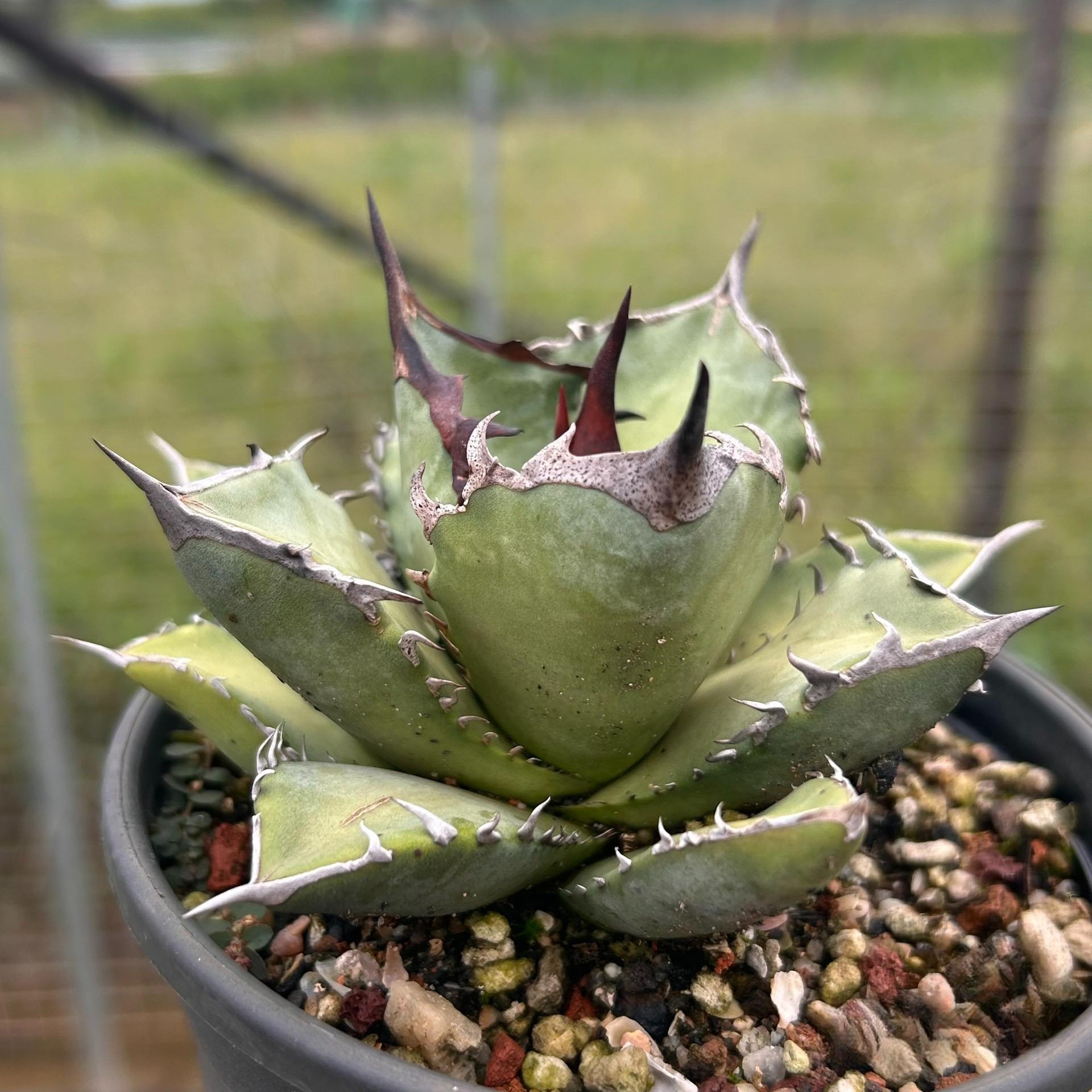 2-12cm Agave Titanota 'Asura'
