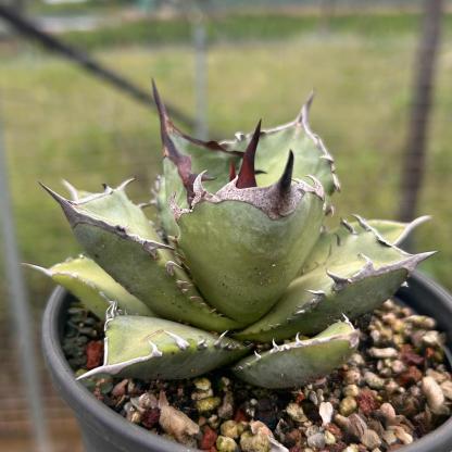 2-12cm Agave Titanota 'Asura'