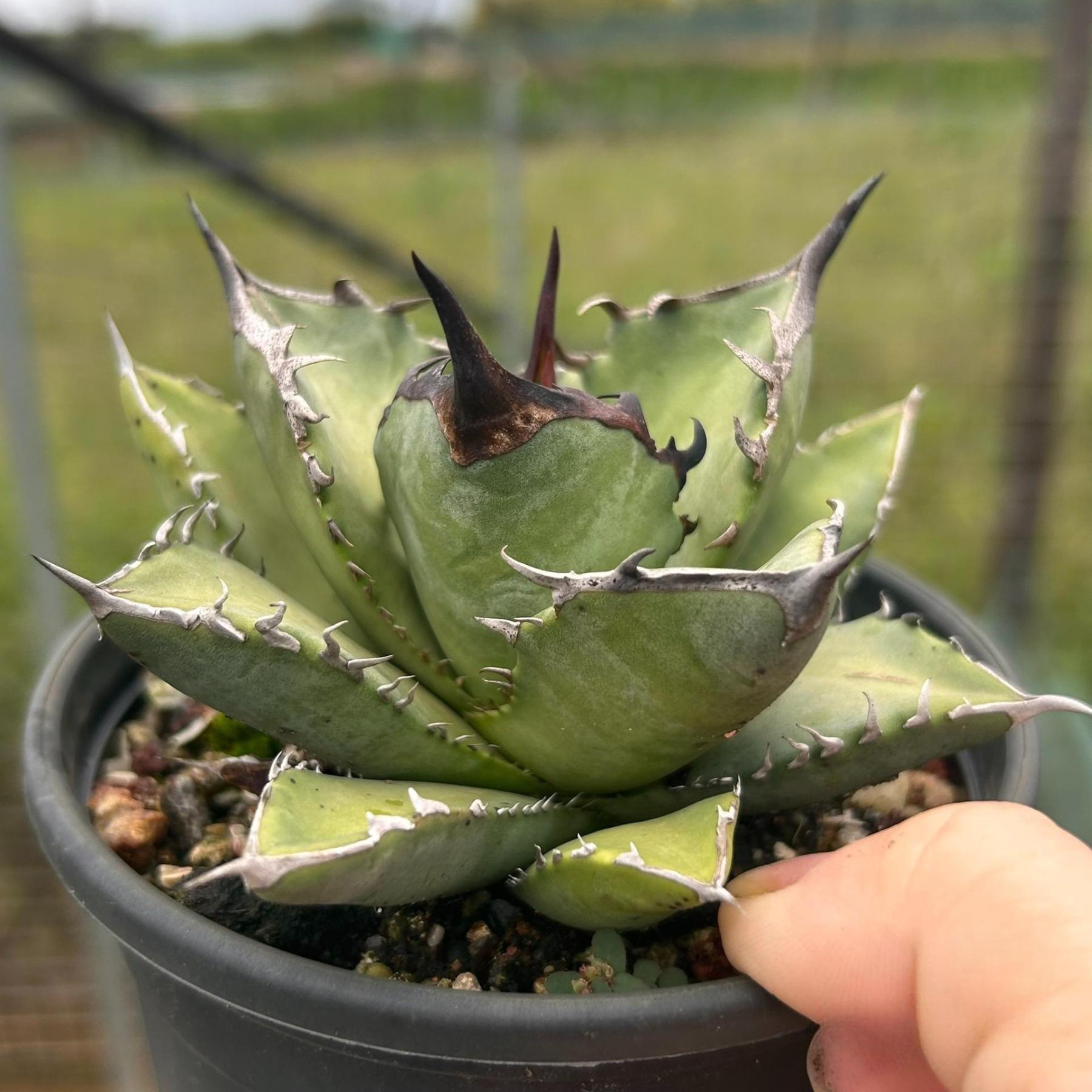 2-12cm Agave Titanota 'Asura'