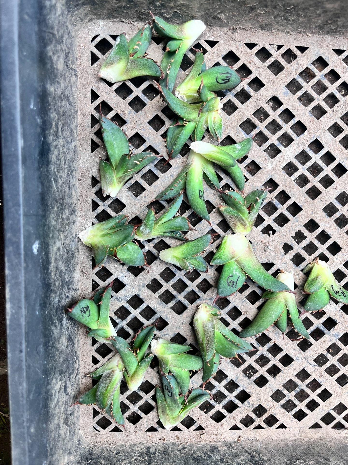 2-12cm Agave Titanota 'Asura'