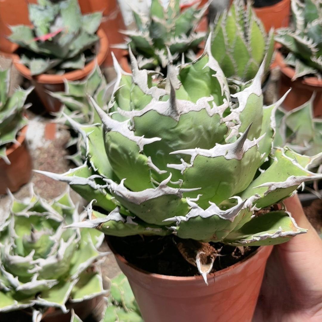 2-12cm Agave Titanota 'Asura'