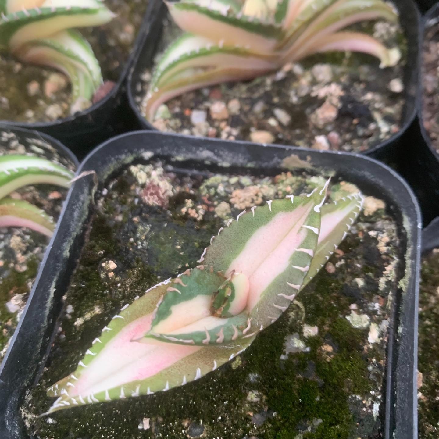 4-15cm Agave oteroi 'White Fire'