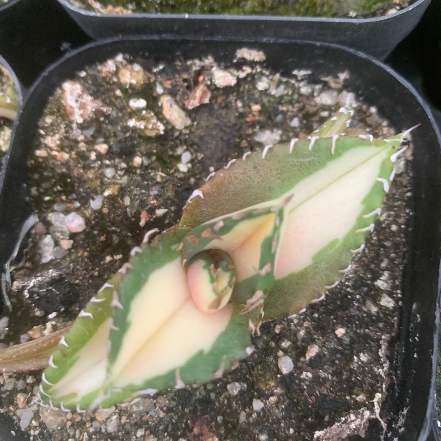 4-15cm Agave oteroi 'White Fire'
