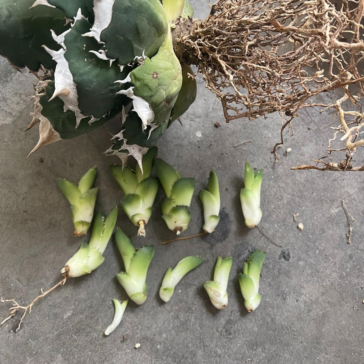2-5cm Agave oteroi 'White Fire'（tissue culture）
