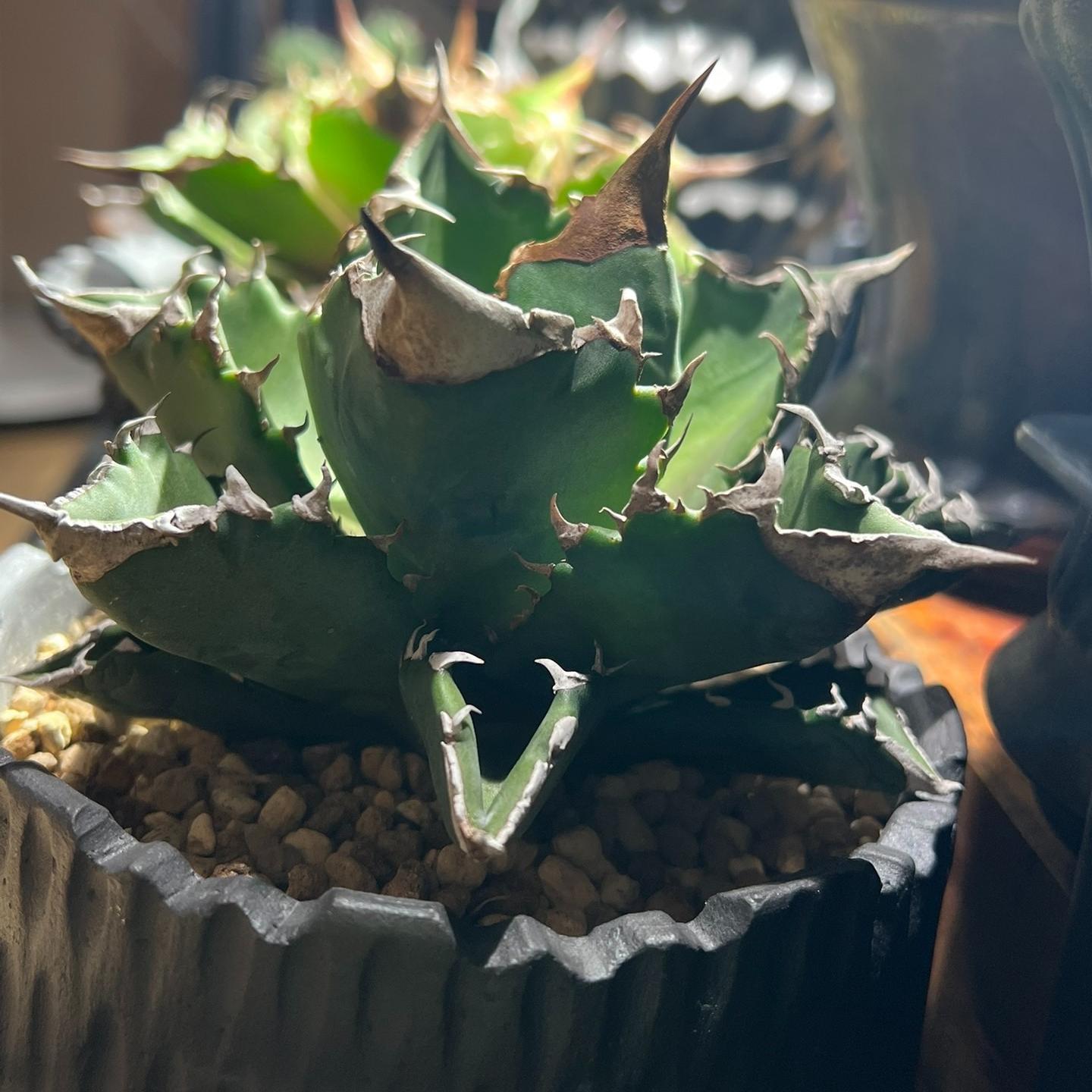 4-15cm Agave oteroi 'White Fire'