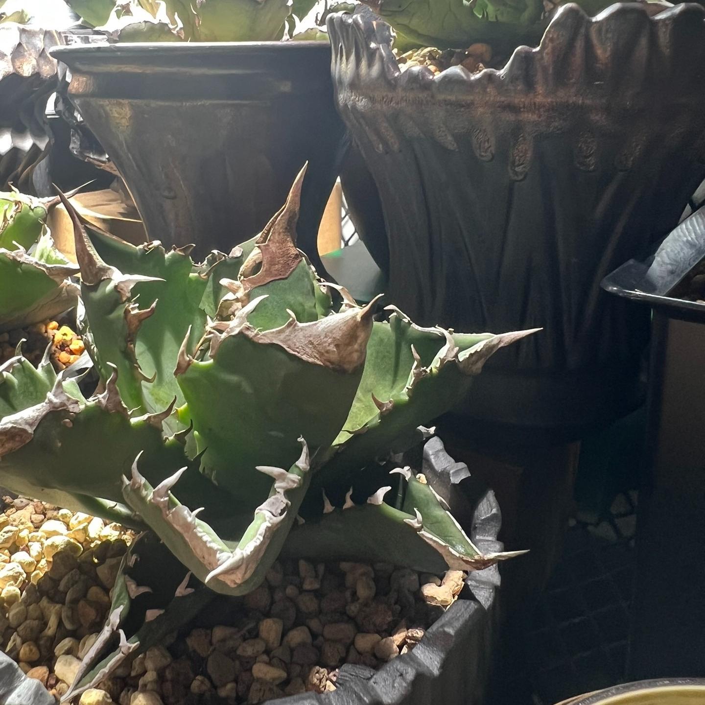 4-15cm Agave oteroi 'White Fire'