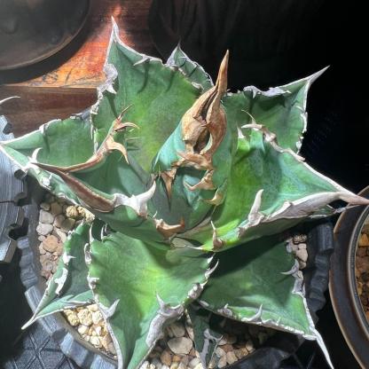 4-15cm Agave oteroi 'White Fire'