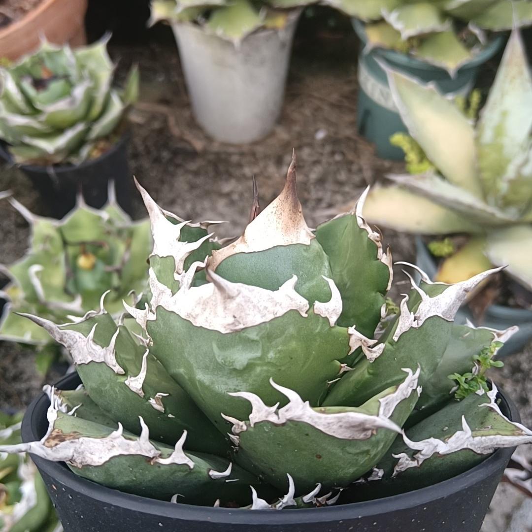 4-15cm Agave oteroi 'White Fire'