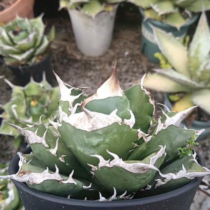 4-15cm Agave oteroi 'White Fire'