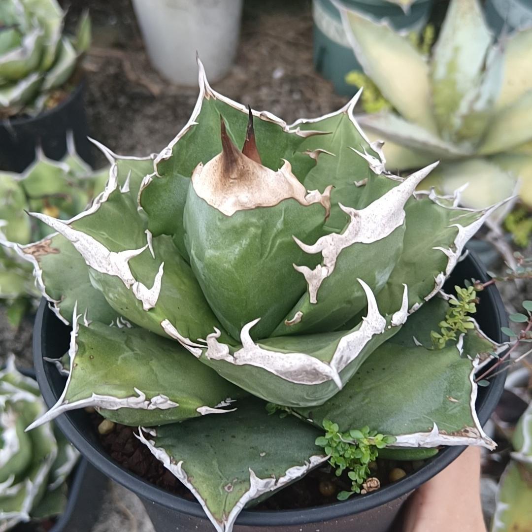 4-15cm Agave oteroi 'White Fire'