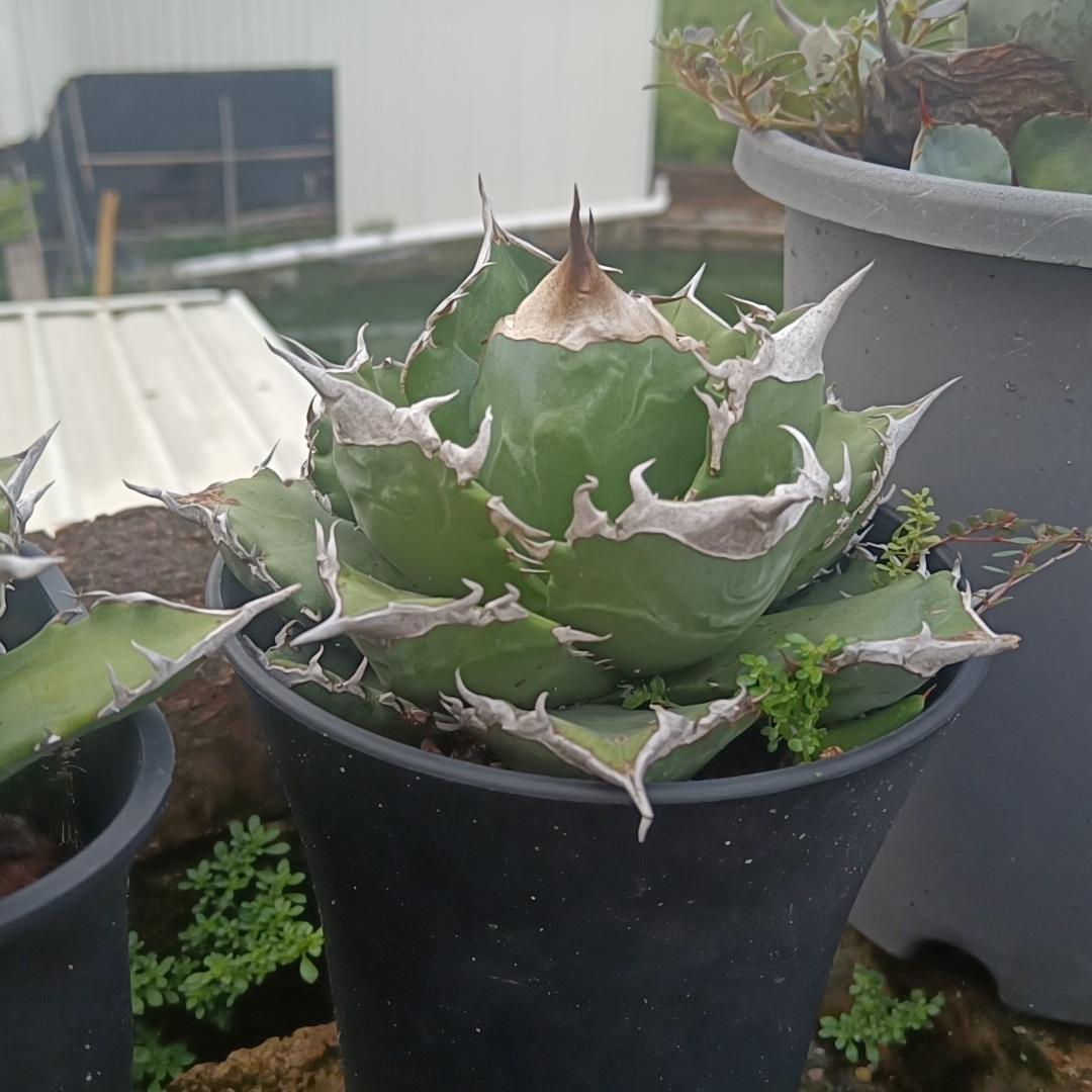 4-15cm Agave oteroi 'White Fire'