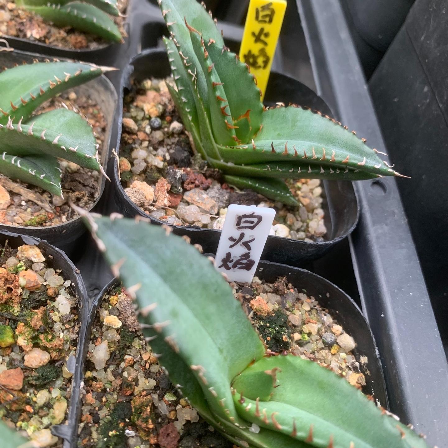 2-5cm Agave oteroi 'White Fire'（tissue culture）