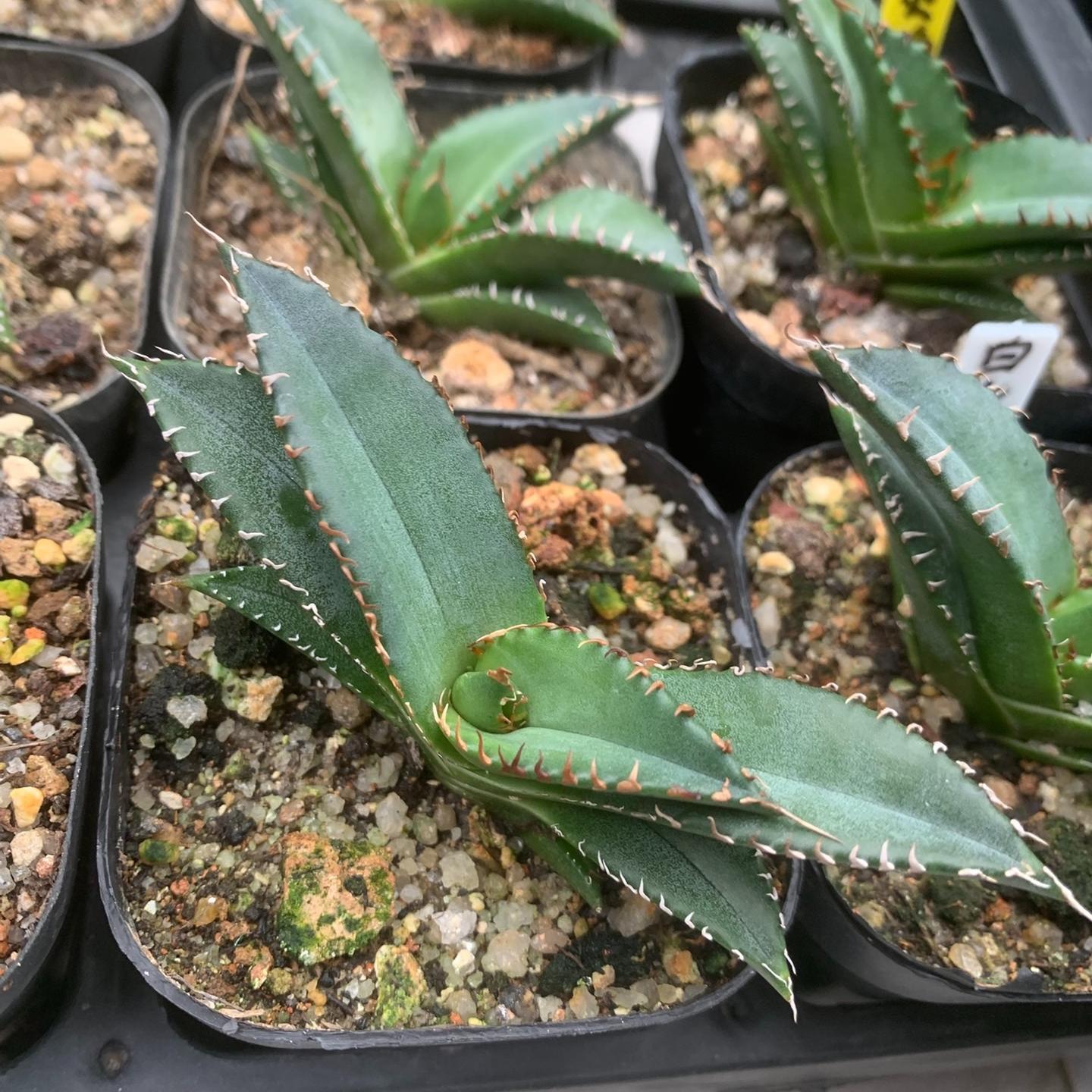 2-5cm Agave oteroi 'White Fire'（tissue culture）