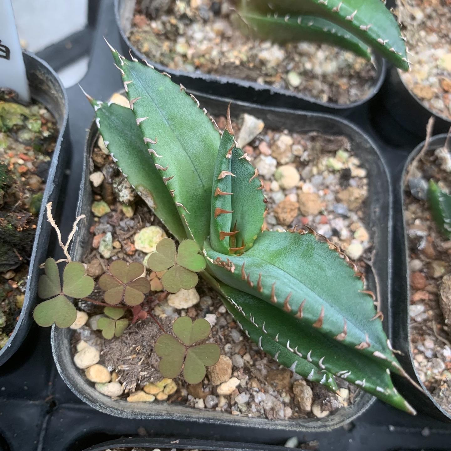 2-5cm Agave oteroi 'White Fire'（tissue culture）