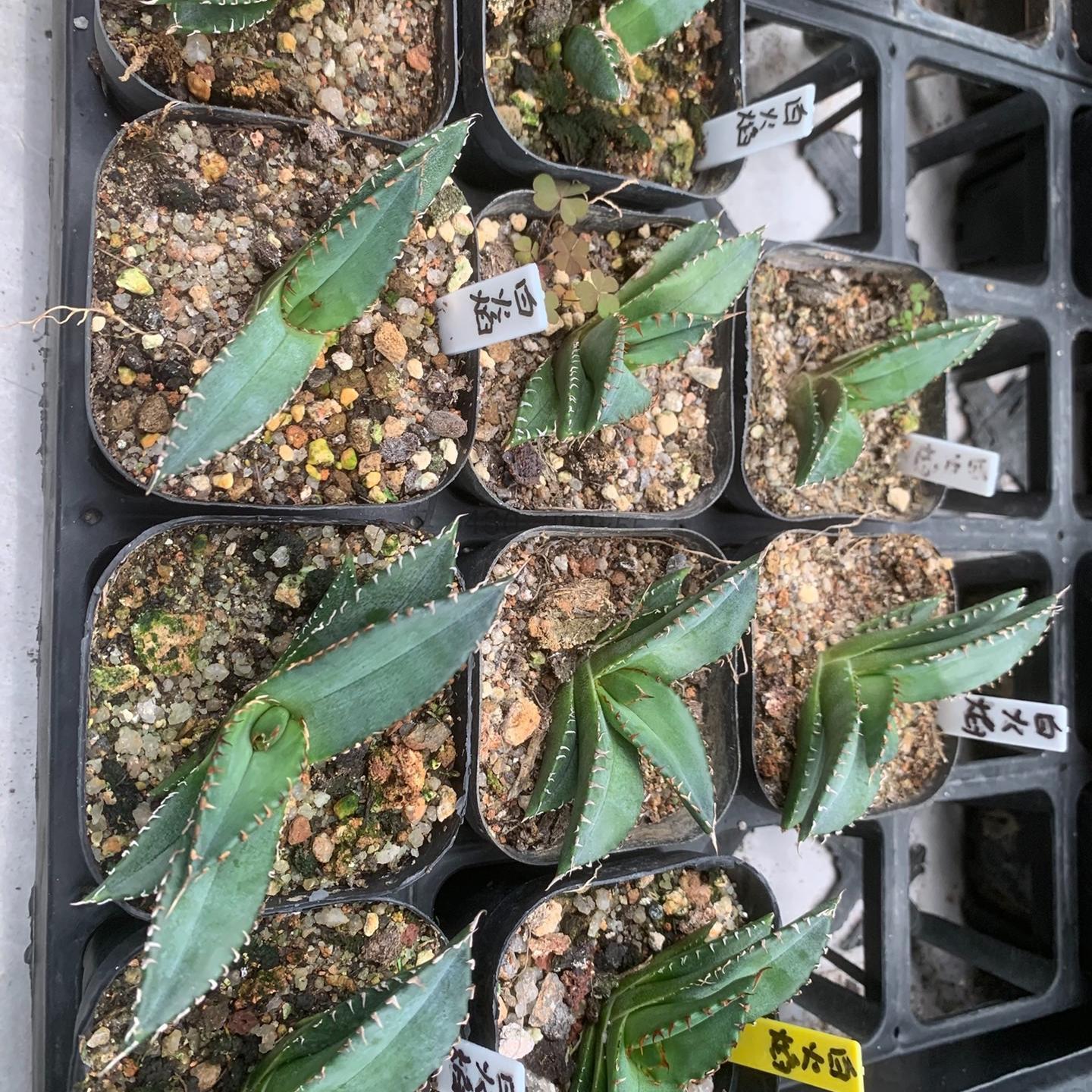 2-5cm Agave oteroi 'White Fire'（tissue culture）