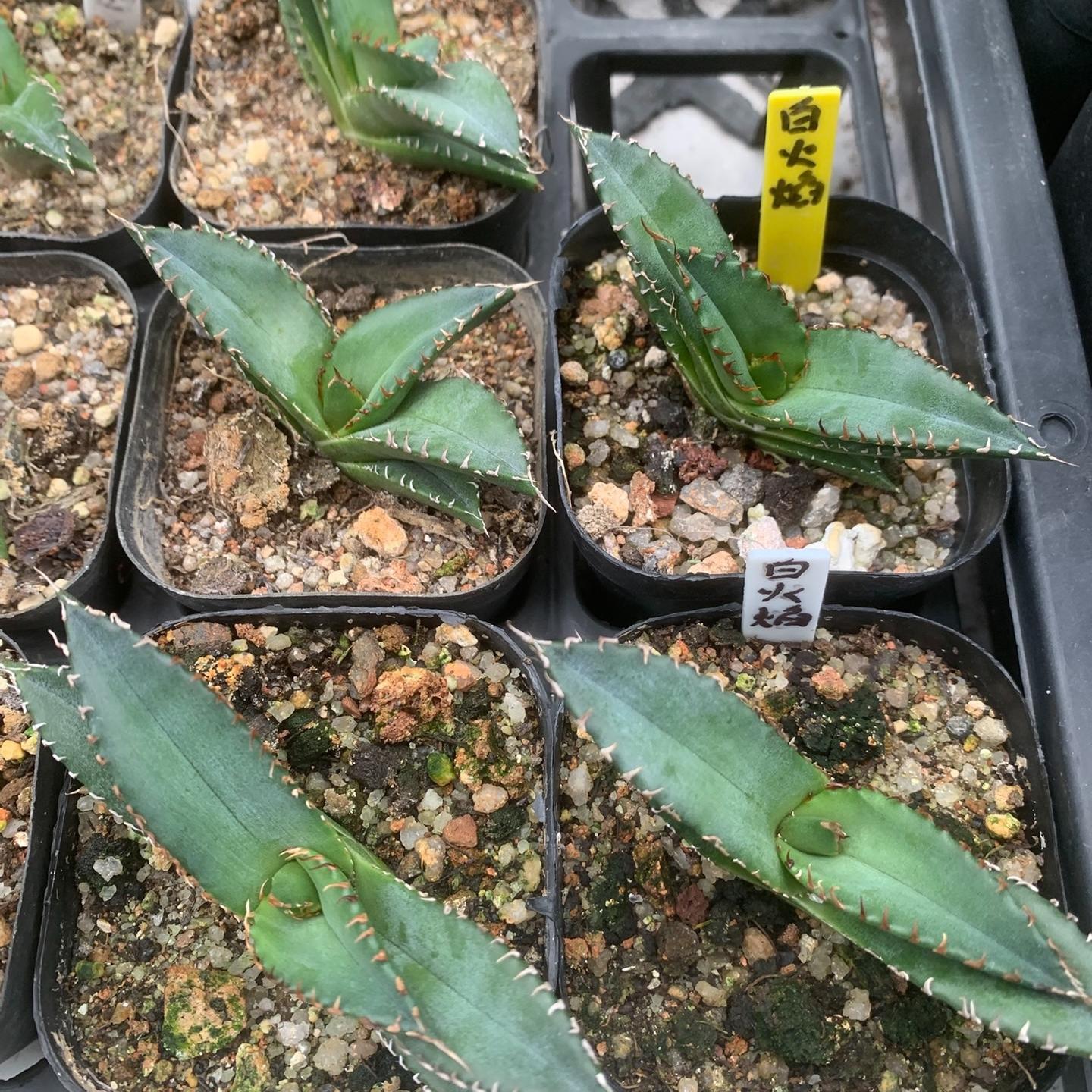 2-5cm Agave oteroi 'White Fire'（tissue culture）