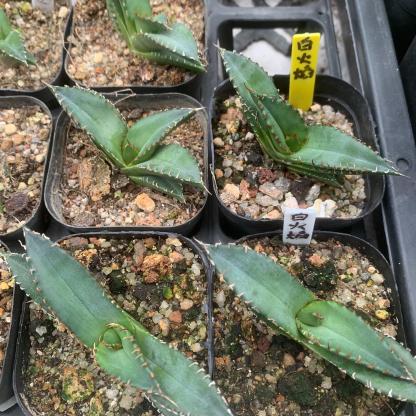 2-5cm Agave oteroi 'White Fire'（tissue culture）