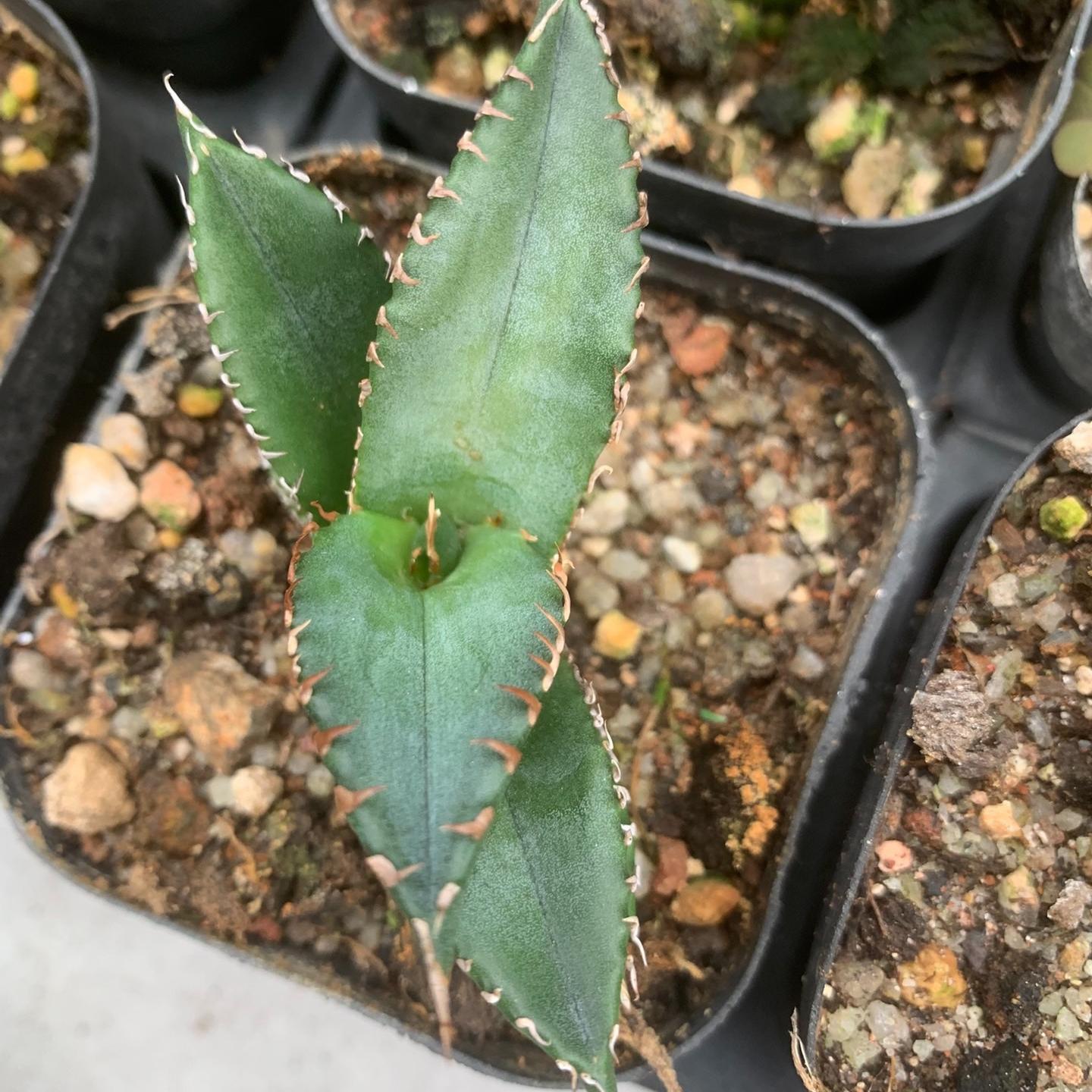 2-5cm Agave oteroi 'White Fire'（tissue culture）