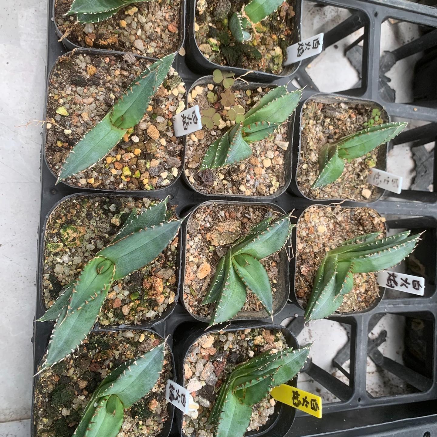 2-5cm Agave oteroi 'White Fire'（tissue culture）