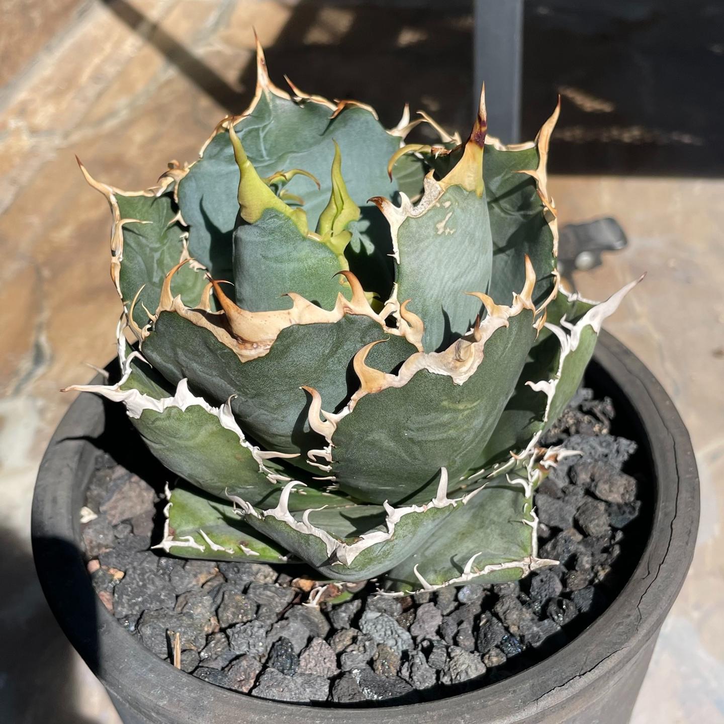 3-15cm Agave oteroi 'Hakugei'