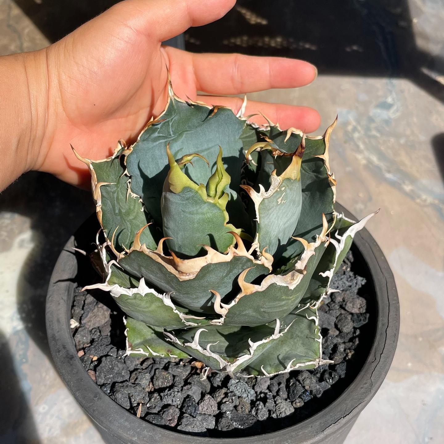 3-15cm Agave oteroi 'Hakugei'