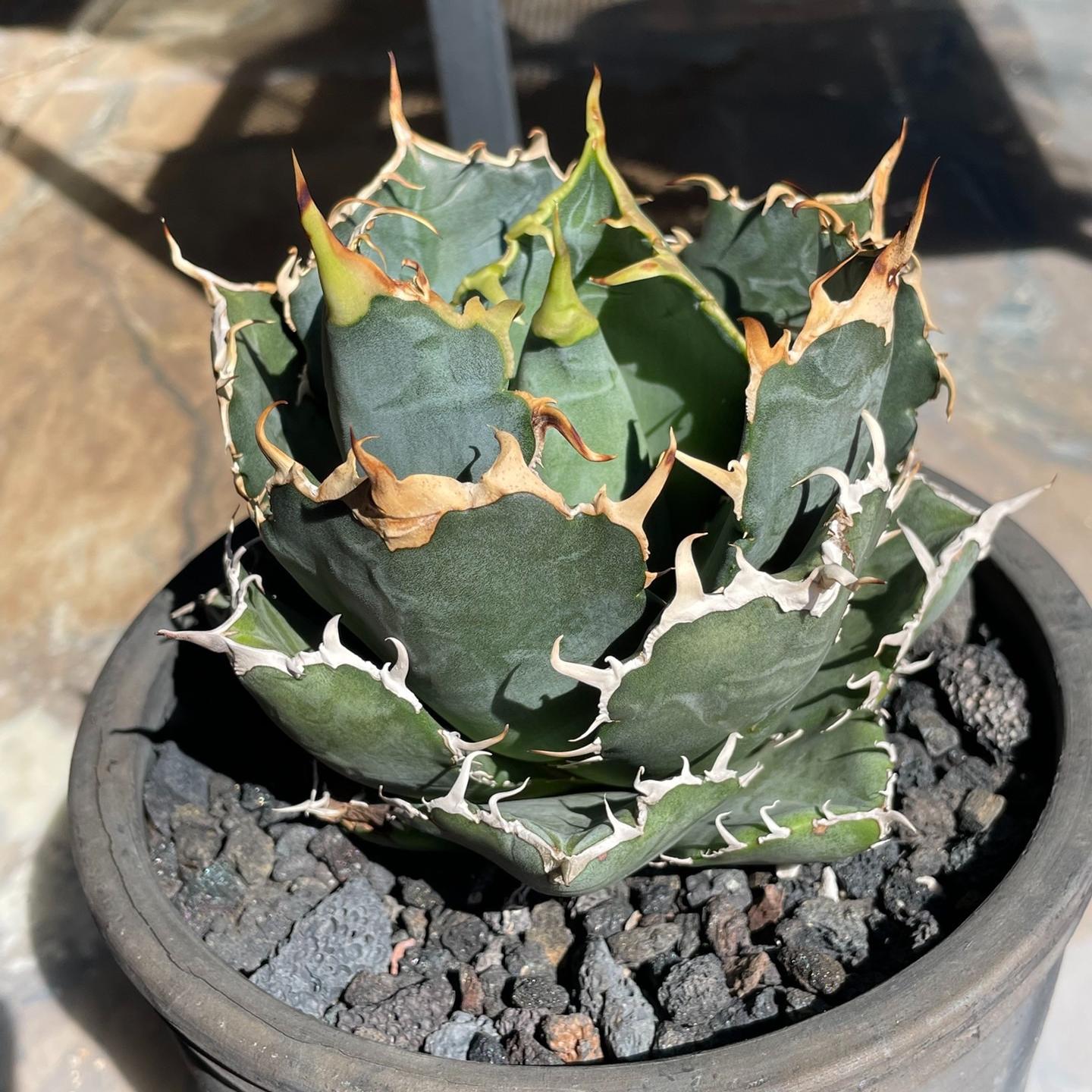 3-15cm Agave oteroi 'Hakugei'