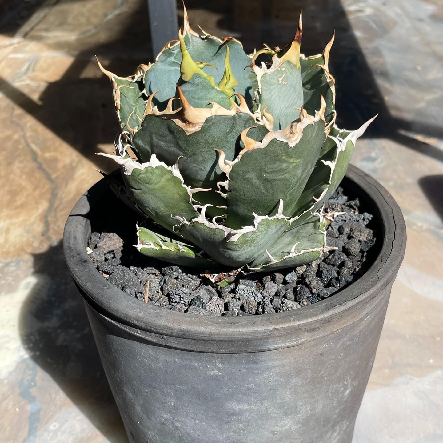 3-15cm Agave oteroi 'Hakugei'